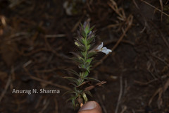 Lepidagathis cuspidata